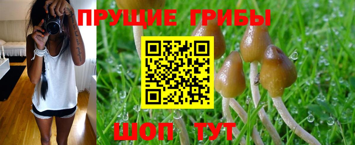 Псилоцибиновые грибы Psilocybine cubensis Рассказово